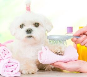 help is my dog a narcissist, photo credit Monika Wisniewska shutterstock com