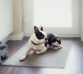 Hard-Surface Flooring a No-Go for Your Dog? We Have Solutions!