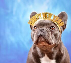 How to Prepare Your Dog for New Year's Eve Fireworks