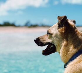 Brazil's Iconic Caramelo Street Dog is new Netflix Darling