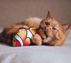 Why Does My Cat Drop Her Toys into Her Water Bowl?