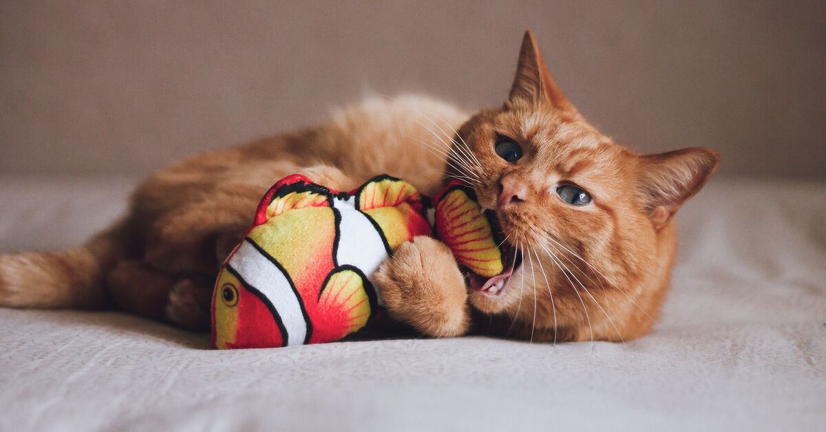 Why Does My Cat Drop Her Toys into Her Water Bowl? | PetGuide