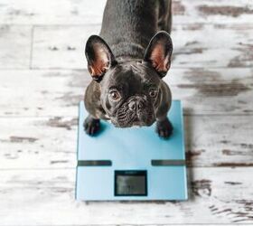 How to Help a Dog Lose Weight?