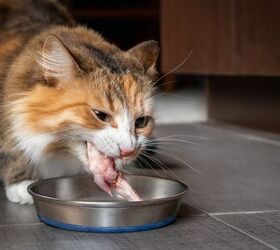 Cat Dies from Bird Flu, Raw Pet Food Recalled