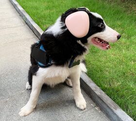 Noise Issues With Outdoor Dogs photo