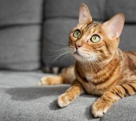 how do i prevent roundworm in cats, Photo credit Svetlana Rey Shutterstock com