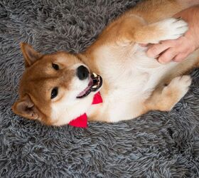 Are Dogs Ticklish?