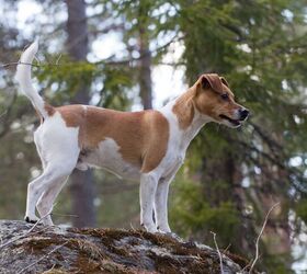 american kennel club welcomes danish swedish farmdog to the registry, photo caption Sam Pietikainen shutterstock com