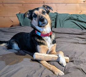 are wood chews safe for dogs, My boy Lucifer with his Canophera coffee wood dog chew