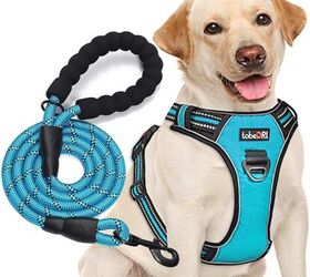 how do i safely introduce my dog to other dogs