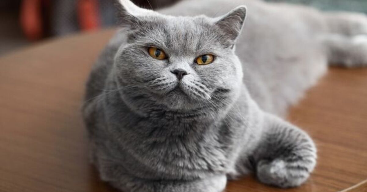How to Build Your Cat's Confidence | PetGuide