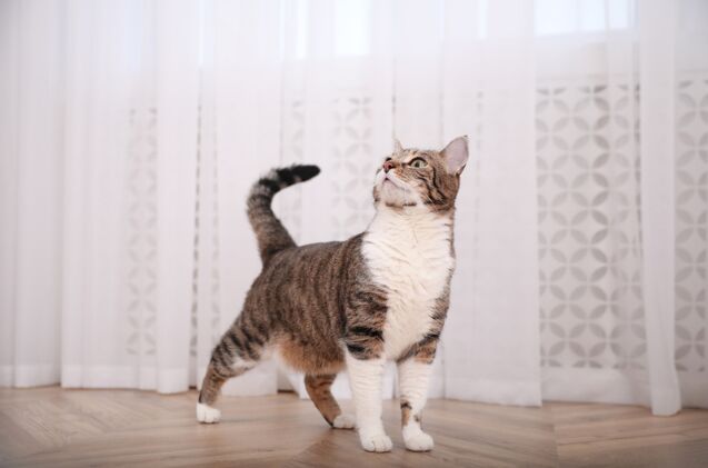 How to Build Your Cat's Confidence | PetGuide