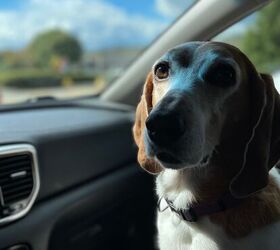 colorado s uber dog hits star status, photo credit Kristie Zimmerman shutterstock com