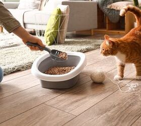 how often should you change cat litter, Pixel Shot Shutterstock
