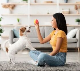 Experts Confirm Dogs Can Recognize Their Owner's Voice