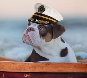 Viral Pet-Friendly Cruise Now Accepting Larger Dogs