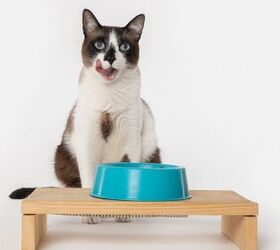 Benefits of Raised or Elevated Cat Bowls