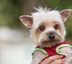 7 Toy Dog Breeds That Stay Tiny and Adorable