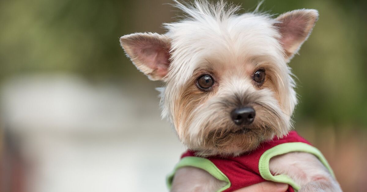 Troy Mini Dogs 7 Toy Dog Breeds That Stay Tiny and Adorable | PetGuide
