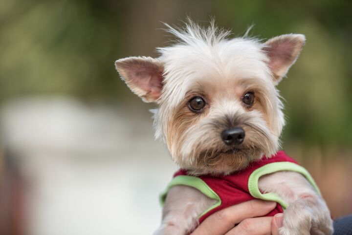 7 Toy Dog Breeds That Stay Tiny and Adorable | PetGuide