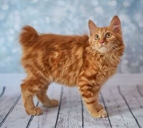 7 Tailless Cat Breeds: From Bobtails to No Tails