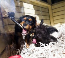 Representatives Propose Law to Ban Sale of Pets in Connecticut