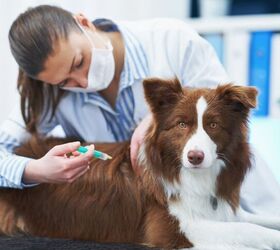 What Vaccinations Do Dogs Need?