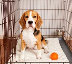 How Long Can I Leave My Dog in a Crate?