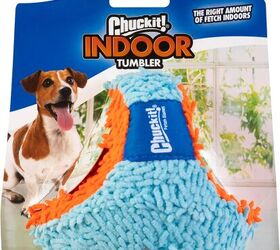 4 of the best dog breeds for apartments