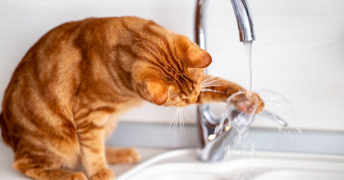 Illustration of Cat Not Liking Water Getting