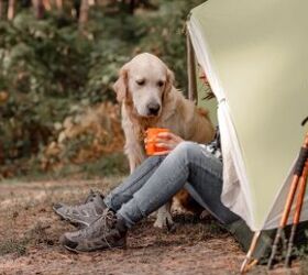 Road Tripping with the Dog? Chow Time Just Got Easier!