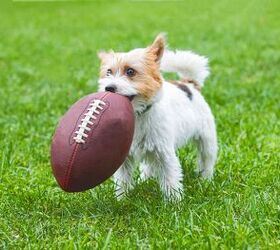 Super Bowl LIX Shares the Field with Puppy Bowl XXI