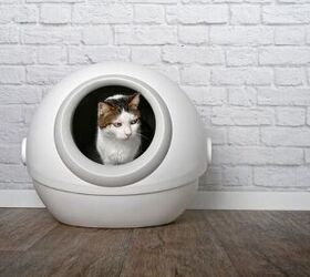 Is An Automatic Litter Box Safe for My Cat?