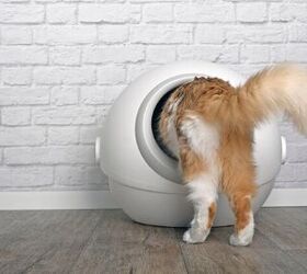 is an automatic litter box safe for my cat, Photo credit Lightspruch Shutterstock com