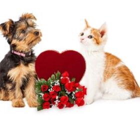 survey finds people celebrate valentines day with their pets, GoodFocused Shutterstock