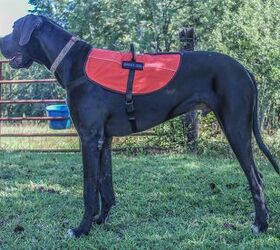great dane draws ire from fellow plane passengers, photo credit ButtermilkgirlVirginia shutterstock com