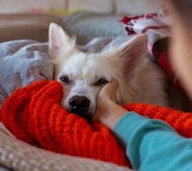 how a safe space can reduce your dog s anxiety, Photo credit My Ocean Production Shutterstock com