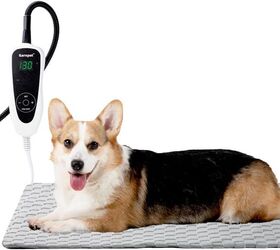 when is a dog considered a senior