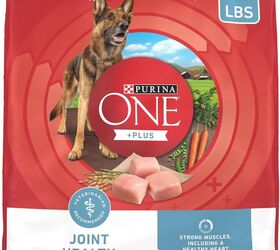 when is a dog considered a senior