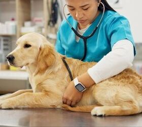 learn how to recognize the early signs of heart disease in your dog, Photo credit PeopleImages com Yuri A Shutterstock com