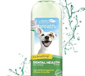 easy ways to take care of your dogs teeth