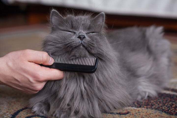 Grooming Tips for Longhaired Cats | PetGuide