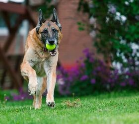 what type of exercise is best for senior dogs, mary981 Shutterstock