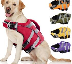 what type of exercise is best for senior dogs