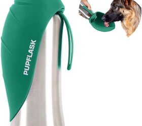 what type of exercise is best for senior dogs