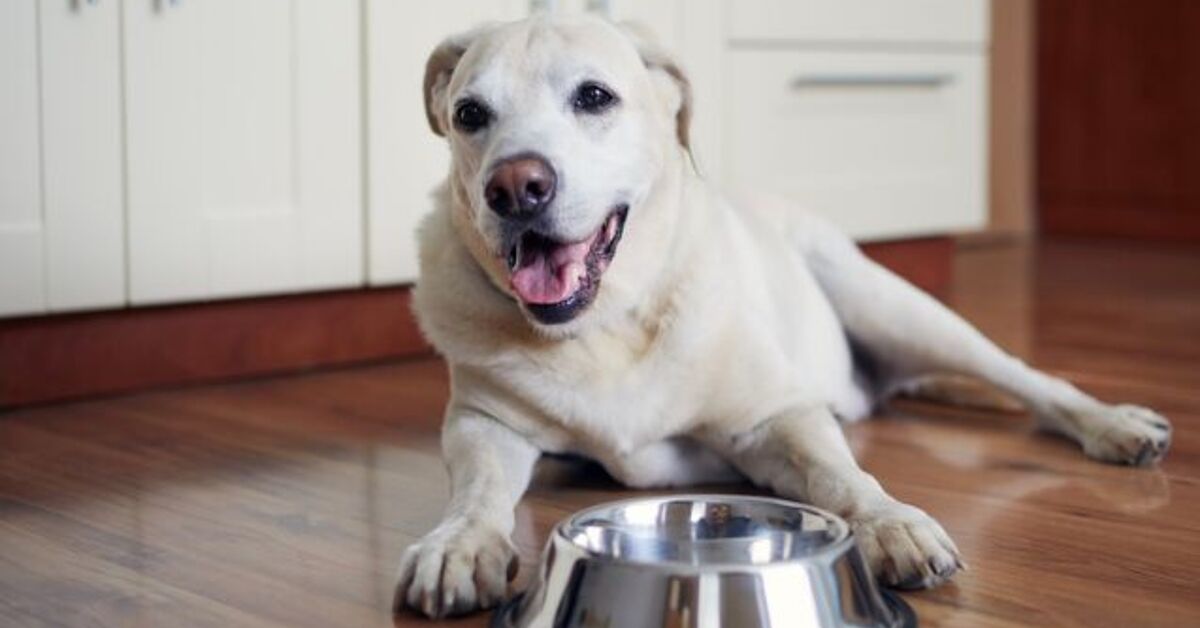 Why Isn't My Old Dog Eating? A Guide to Senior Canine Appetite Issues ...