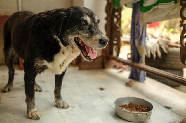 Why Isn't My Old Dog Eating? A Guide to Senior Canine Appetite Issues Why Isn't My Old Dog Eating? A Guide to Senior Canine Appetite Issues