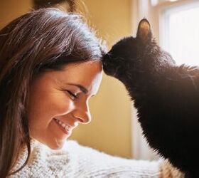 when should i seek the help of a cat behaviorist, Photo credit PeopleImages com Yuri A Shutterstock com