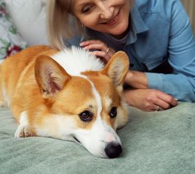 VetShopMax: The Affordable Solution to High-Cost Pet Medications
