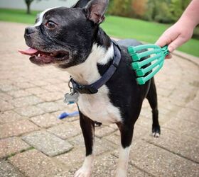 meet petkore durable toys grooming gear for pets of all sizes